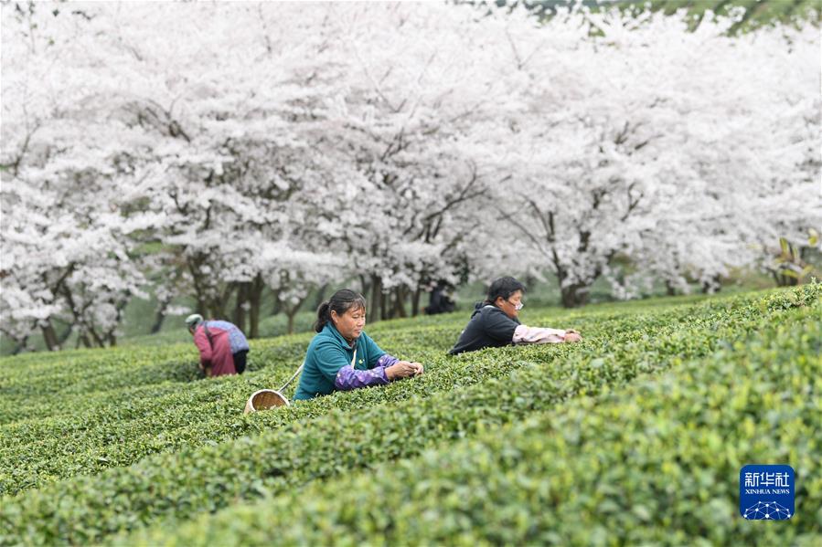 #（经济）（1）贵州余庆：采摘“明前茶”