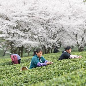 #（经济）（1）贵州余庆：采摘“明前茶”