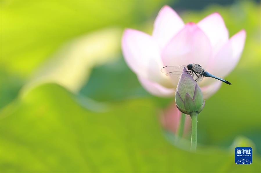 #（新华视界）（2）小暑荷韵