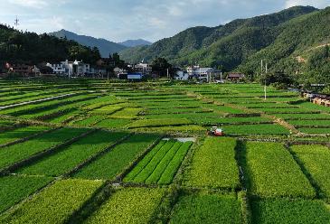 新华全媒+｜大地“调色盘” 稻田夏收忙