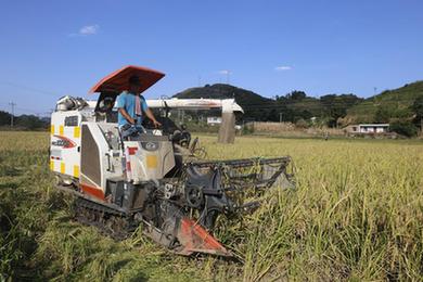 四川高县：战高温秋收忙