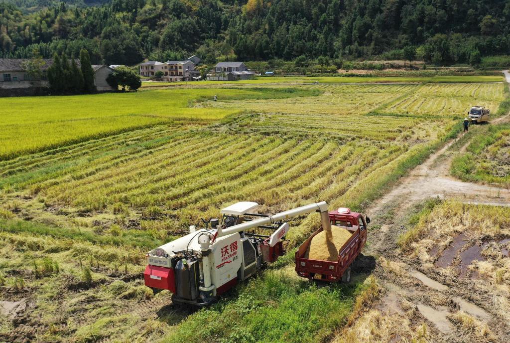 湖南张家界：抢收水稻保丰收