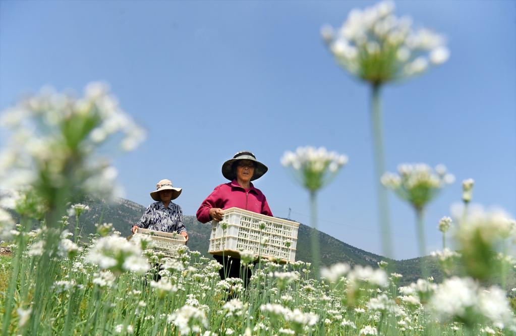 山东沂源：韭花盛开采收忙