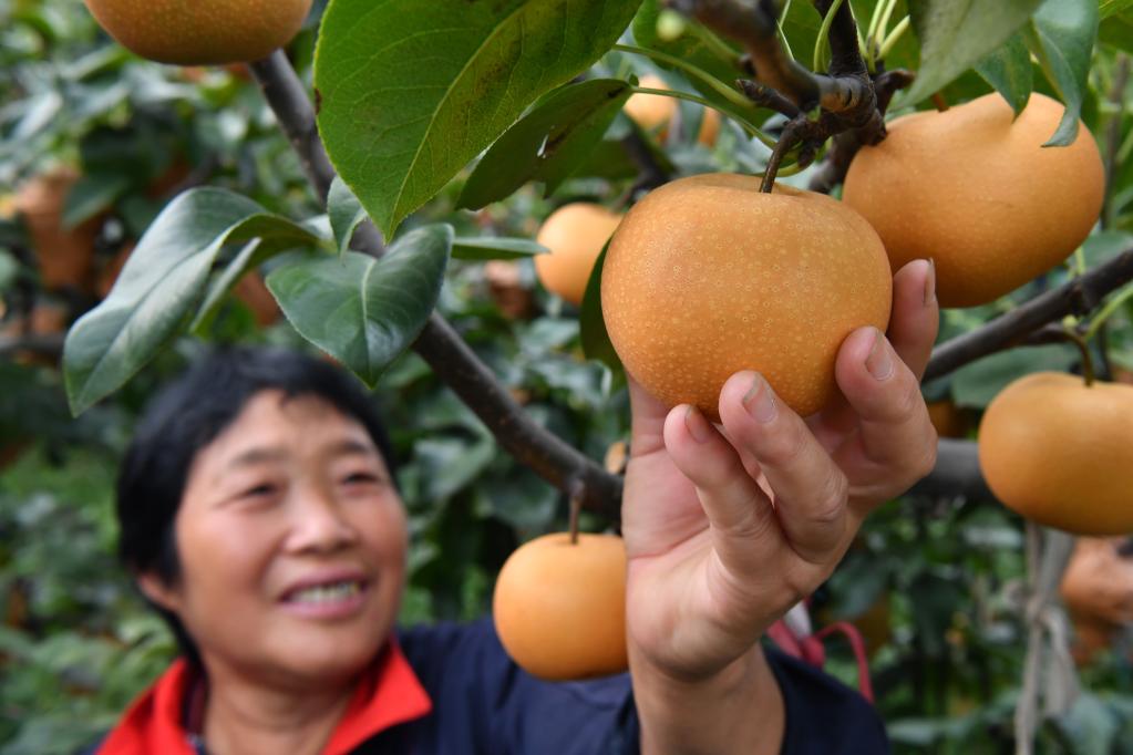 河南宝丰：梨果收获忙