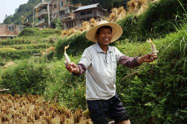 大苗山迎来丰收季