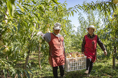 新华全媒+丨荒地长出金果果 冬桃丰收富村民