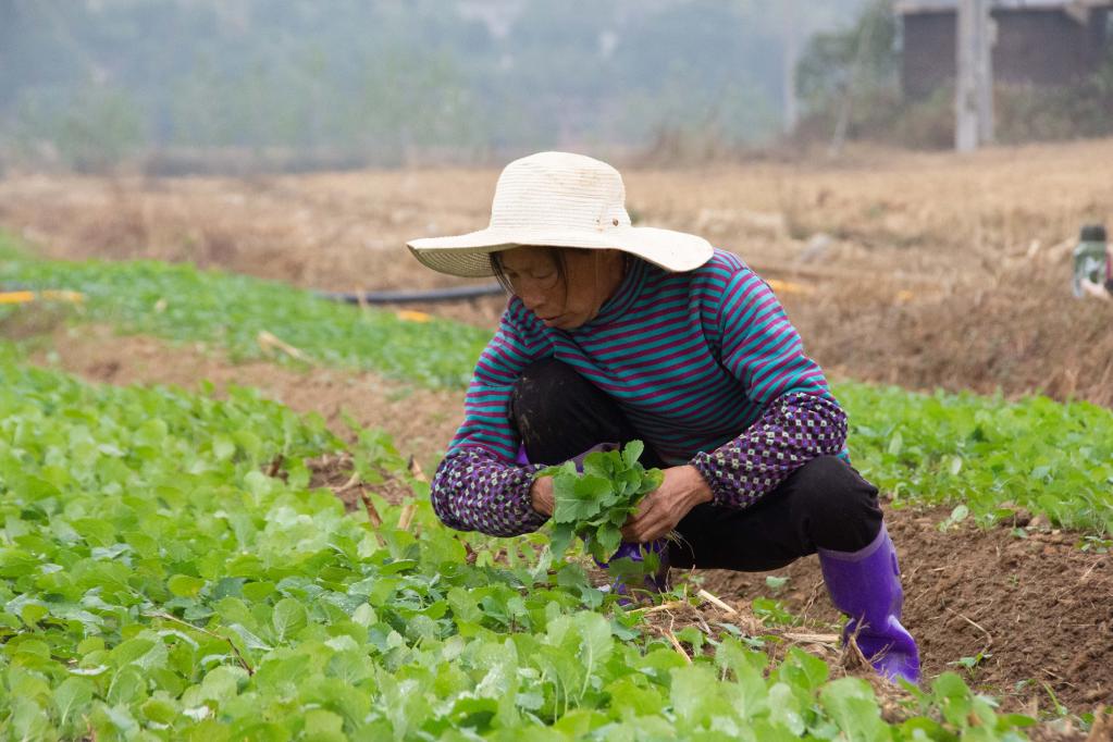 湖南湘潭：抢抓农时栽种油菜苗