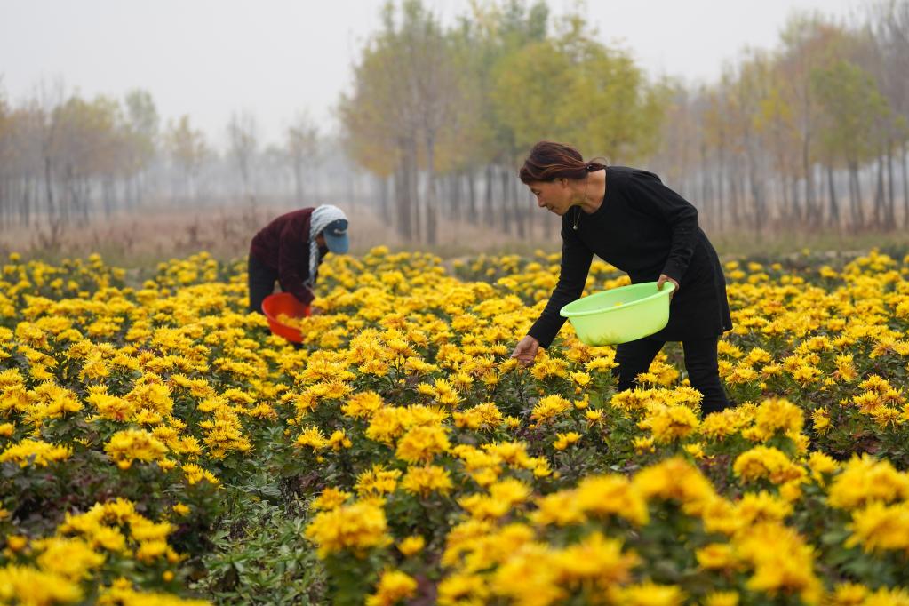 山东无棣：菊花丰收