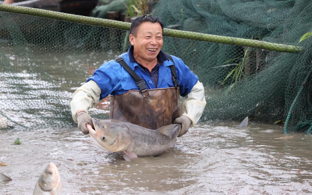 江南水乡体验传统鱼文化