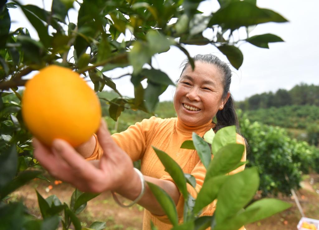 江西信丰：脐橙进入收获季