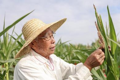 新华全媒+丨87岁，他在三亚南繁又一年