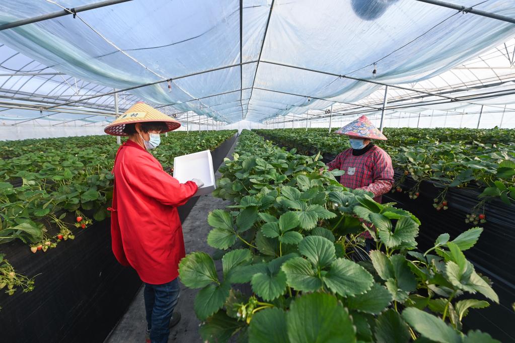 龙头企业推进草莓产业升级 助力百姓共富