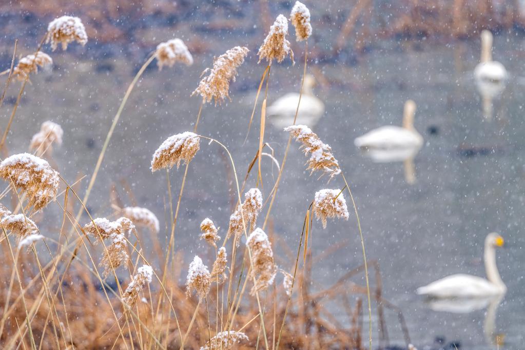 河南三门峡：雪后天鹅湖