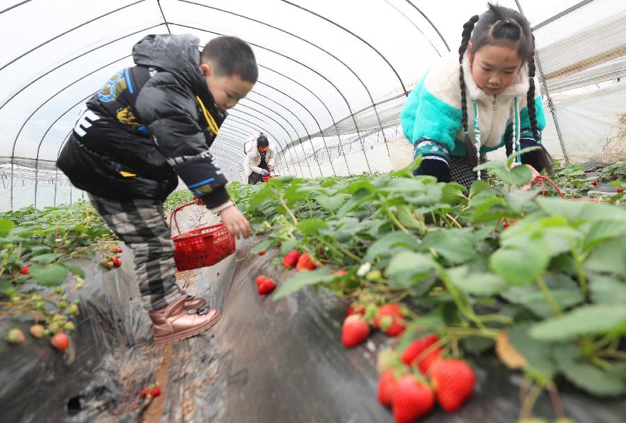 湖南衡阳：草莓飘香采摘忙