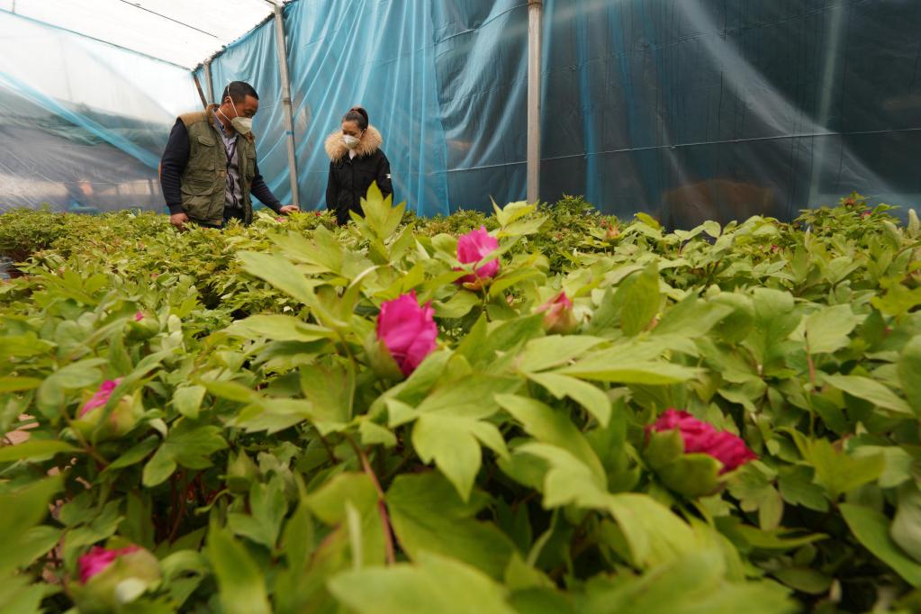 河北柏乡：发展错季牡丹种植助农增收