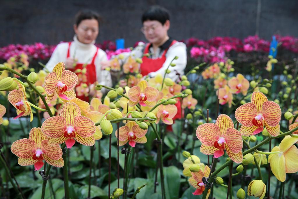 年宵花俏销节庆市场