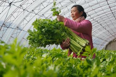 河北唐山：果蔬飘香 节前保供忙