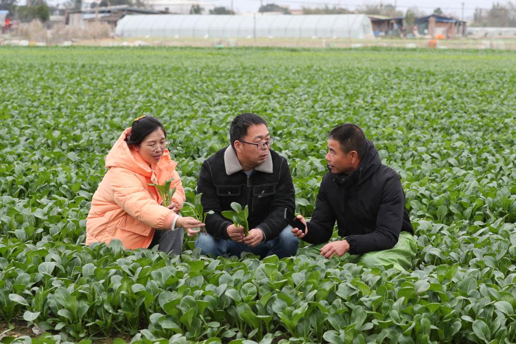 菜园子里的“科特派”：选育“金种子” 守护“菜篮子”