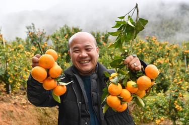 新春走基层｜高山果园兴乡村