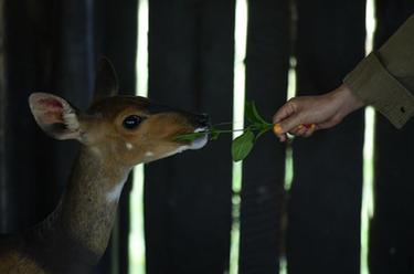 肯尼亚纳纽基：动物孤儿院