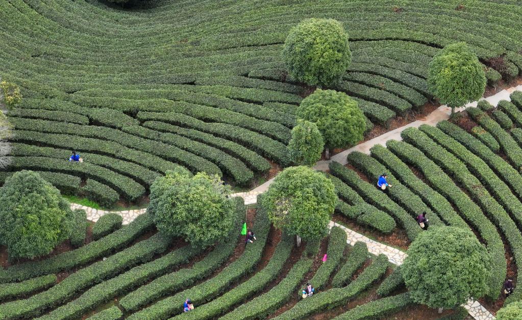 广西三江：春茶开采