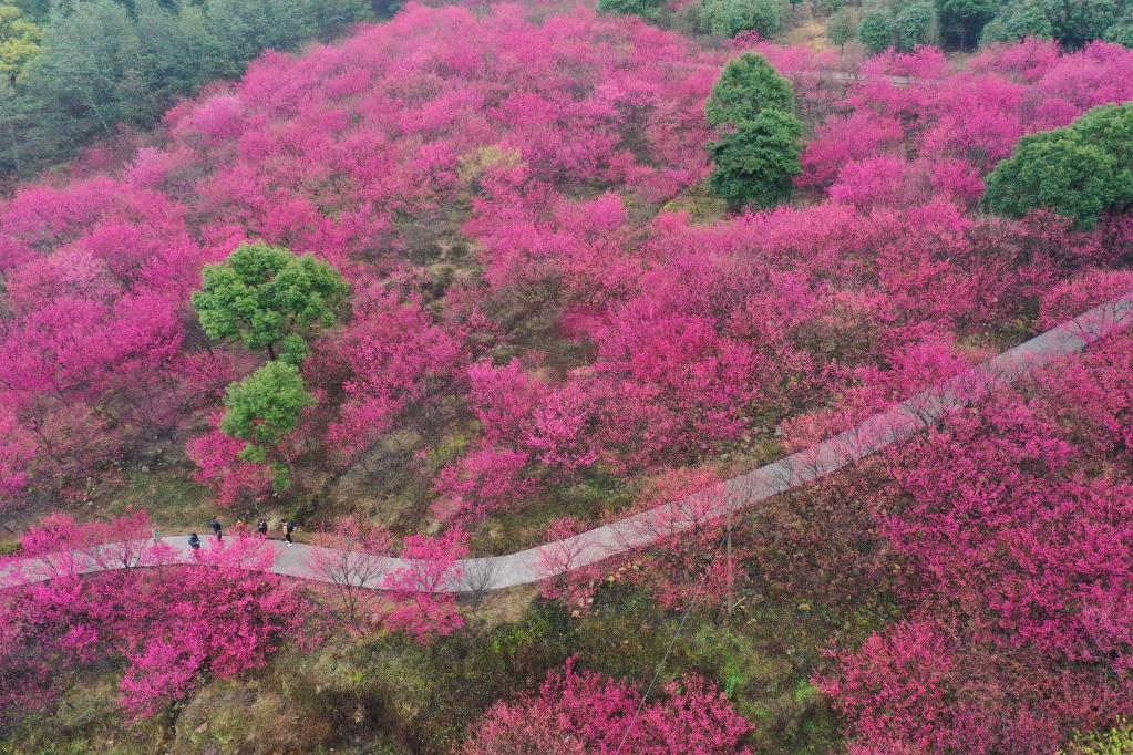 福建：樱花盛开引游客