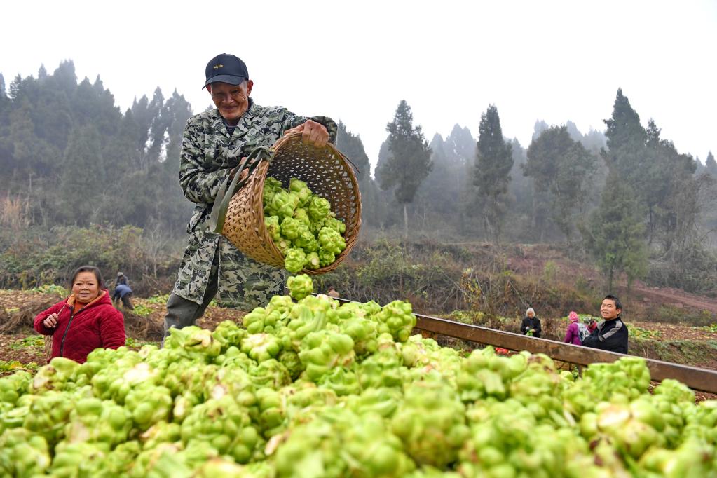 盘活“撂荒地” “订单式”种植促增收