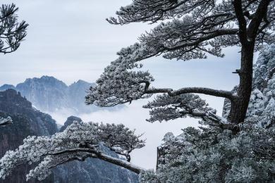 安徽黄山初春现雾凇美景