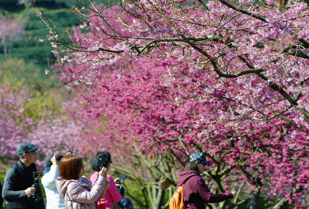 福建漳平：万亩茶园樱花开