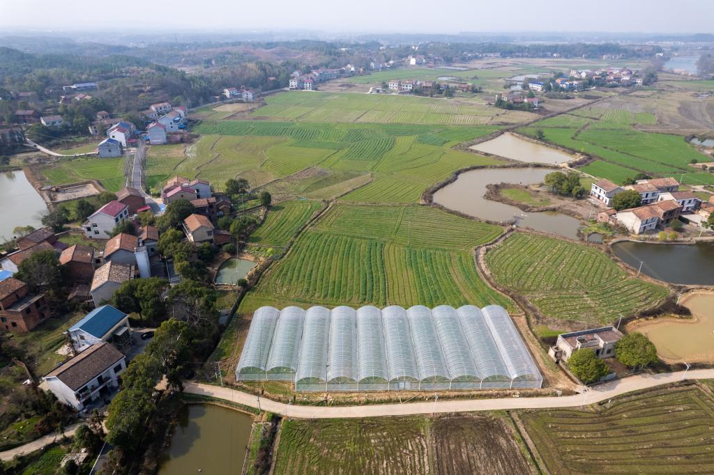 新华全媒+丨湖南醴陵：抢建育秧大棚备春耕