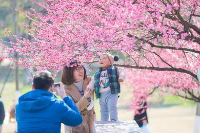 花开春意浓