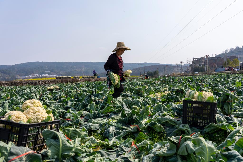 贵州从江：松花菜抢鲜上市供应市场