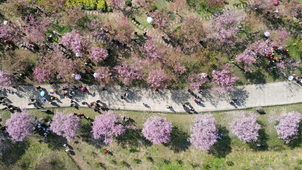 “问花村”赏花游