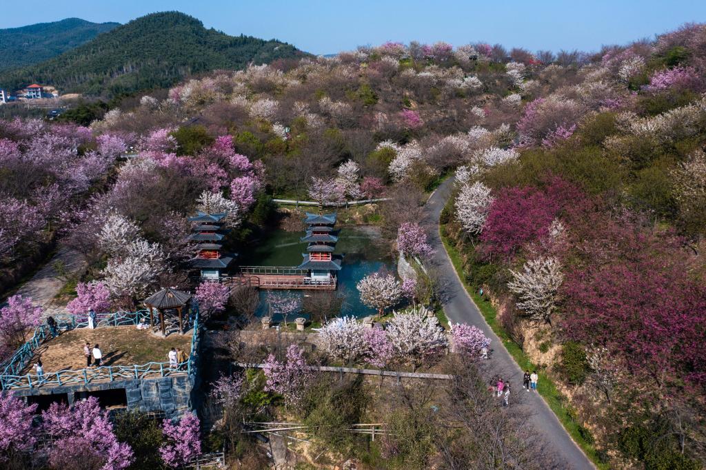 “赏花经济”助力乡村振兴