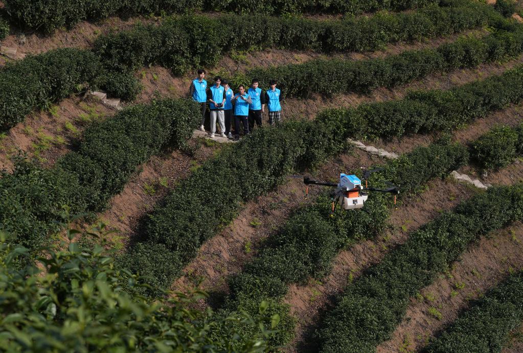 实操教学进茶山 提升飞防新技能