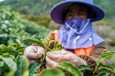 苏州洞庭山：碧螺春茶迎来采摘期