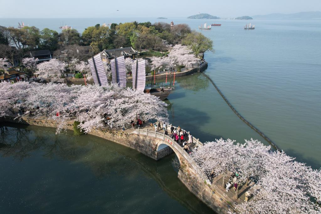 江苏无锡：樱花烂漫引游人