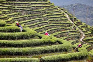 福建连江：“茶旅融合”促振兴