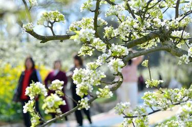 黄金梨花引游人 农旅融合促振兴