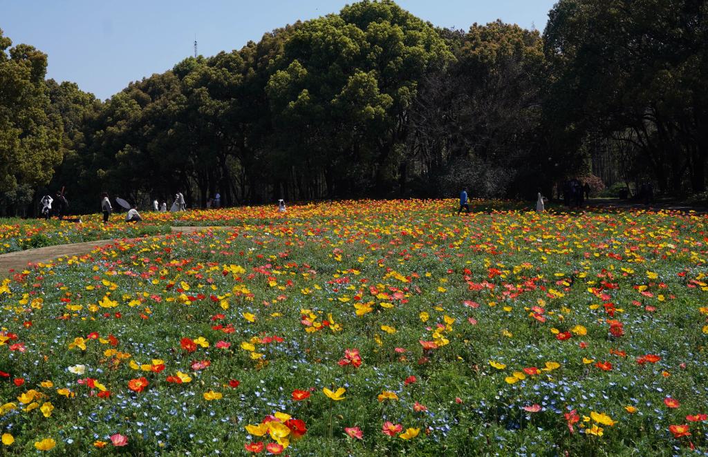 上海：赏百花 享春光