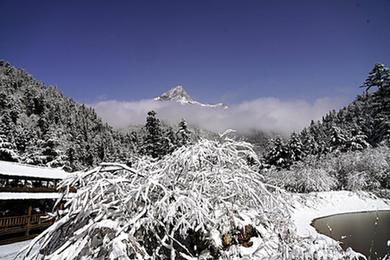 春雪润官鹅