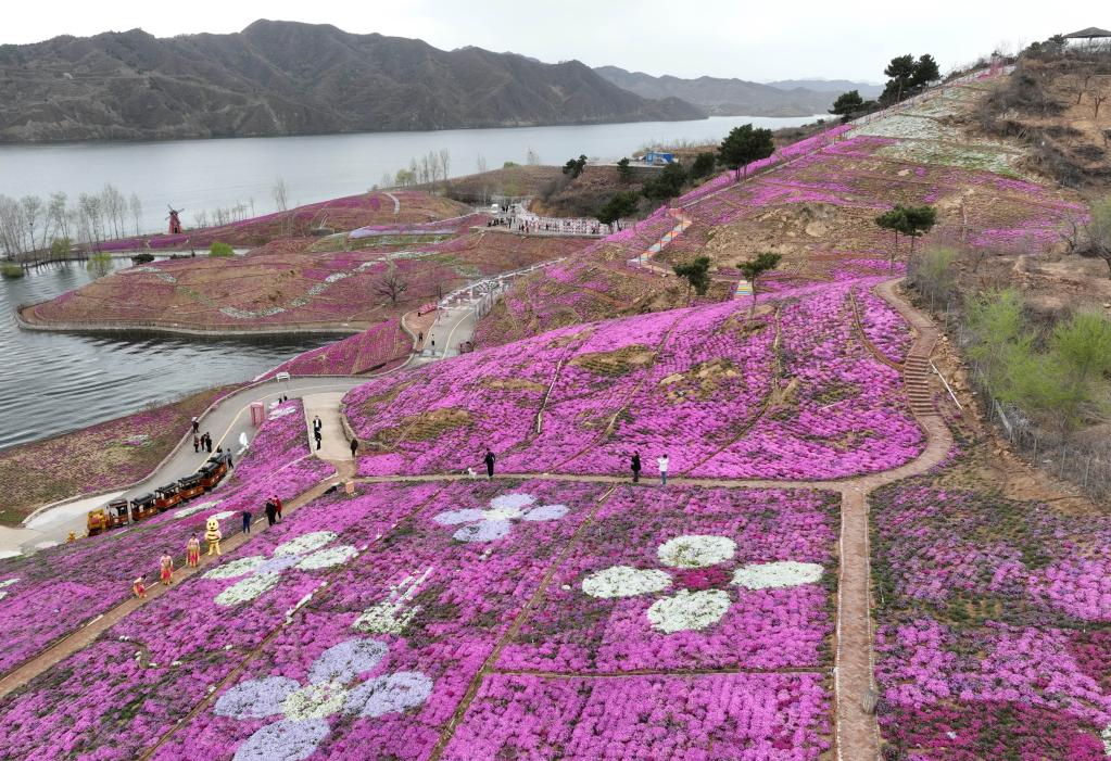 河北迁西：芝樱花烂漫