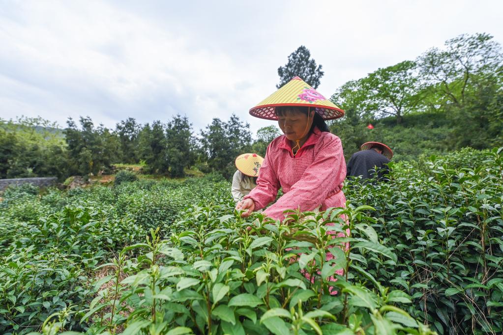 乡村共富工坊助力百姓就业增收