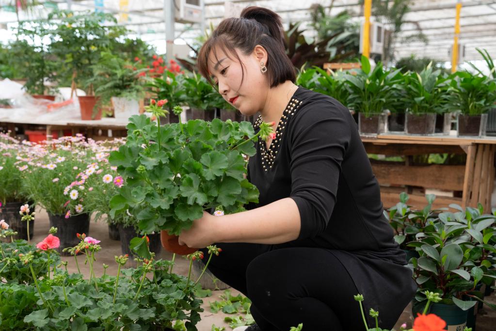 鲜花迎客来 产业助振兴