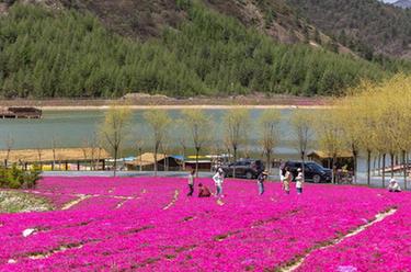 重庆巫溪：山花烂漫映红池