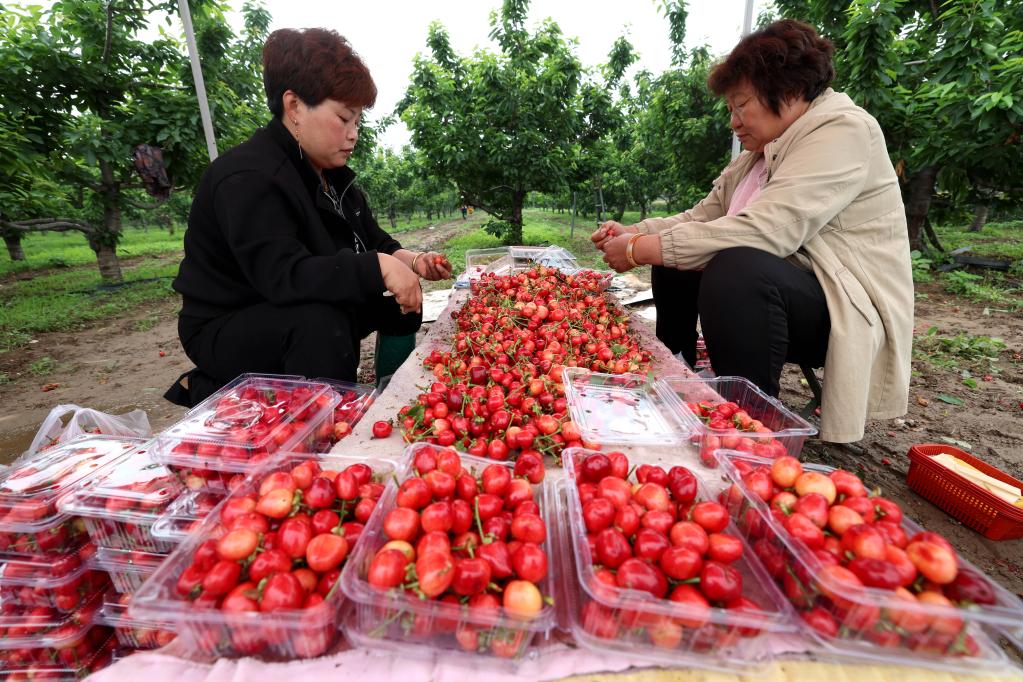 石家庄栾城：孟夏时节采摘忙 果蔬飘香产业旺