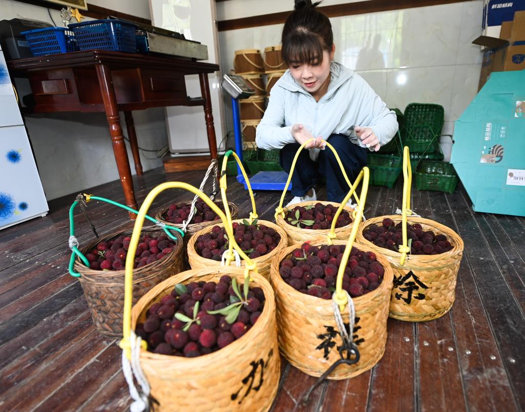 杭州临安：杨梅开摘迎客来