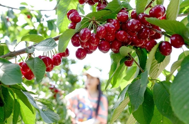 河北秦皇岛：樱桃红 采摘忙