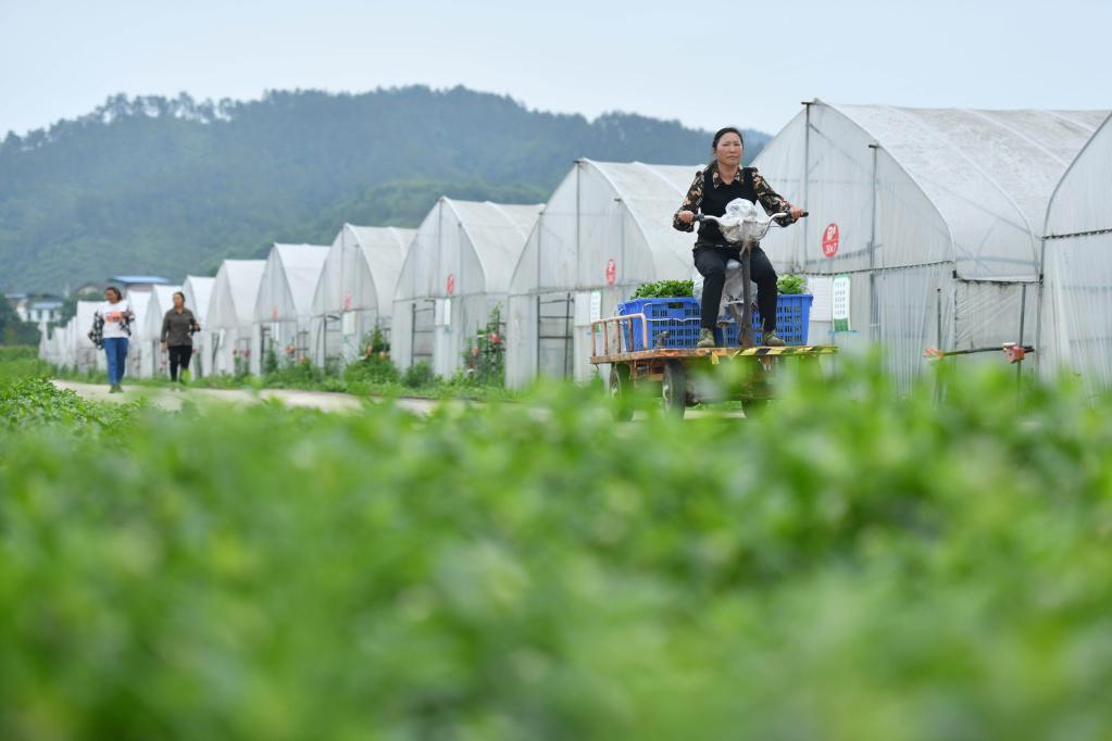 贵州黄平：野菜驯化种植催生农业新业态