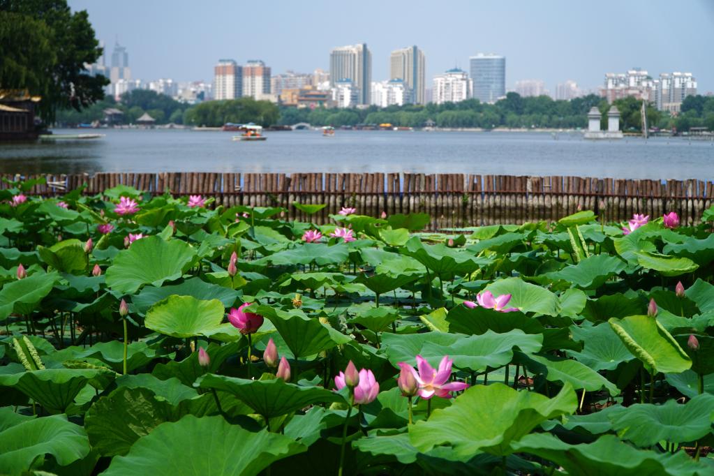 济南大明湖：夏日荷花始盛开